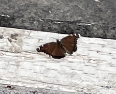 Nymphalis antiopa