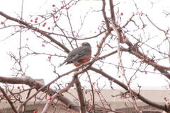 Turdus migratorius