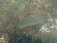 Haemulon steindachneri