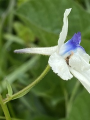 Delphinium pavonaceum