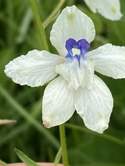 Delphinium pavonaceum