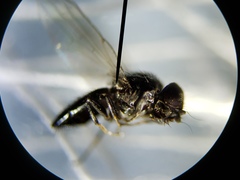 Milichiella