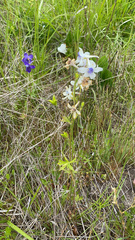 Delphinium pavonaceum