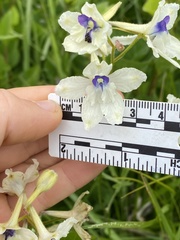 Delphinium pavonaceum