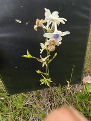 Delphinium pavonaceum
