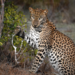 Leopardo de Sri Lanka - Photo (c) Dinuka Kavinda, algunos derechos reservados (CC BY-NC-ND)