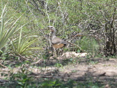 Chunga burmeisteri