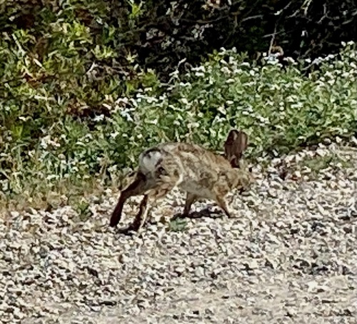 iNaturalist observation photo of Desert Cottontail