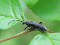 Trachysida mutabilis