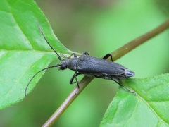 Trachysida mutabilis