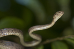 Hispaniola Boa photo 2