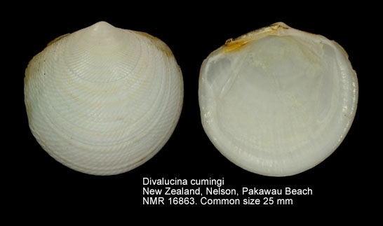 Divalucina