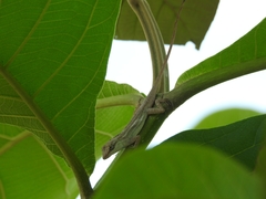 Anolis wellbornae