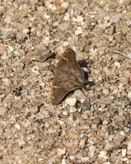 Ectomis octomaculata