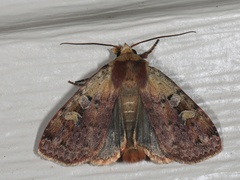 Diarsia jucunda