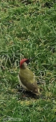 Picus viridis