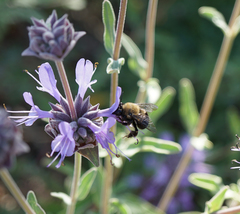 Habropoda tristissima