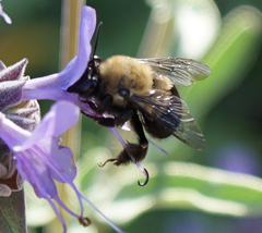 Habropoda tristissima