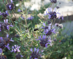 Habropoda tristissima