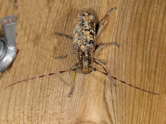 Monochamus marmorator