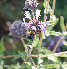 Habropoda tristissima