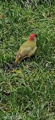Picus viridis