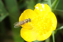 Episyrphus balteatus