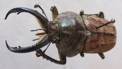 Casignetus lindei