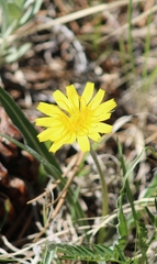 Nothocalais cuspidata