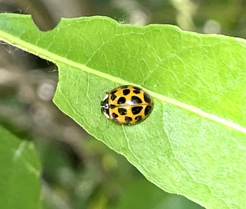 iNaturalist observation photo of Asian Lady Beetle