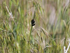 Pseudalypia crotchii