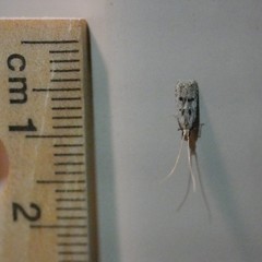 Lecithocera imprudens