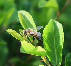 Apis mellifera