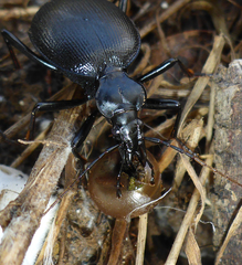 Scaphinotus interruptus