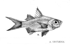 Banded-Tail Glassy Perchlet photo 4