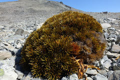Aciphylla dobsonii