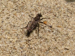 Lasiopogon