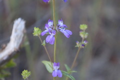 Collinsia concolor