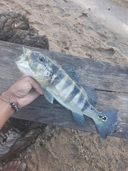 Cichla piquiti