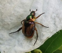 Pseudosinghala dalmanni