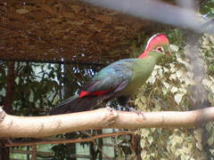 Fischer's Turaco photo 3