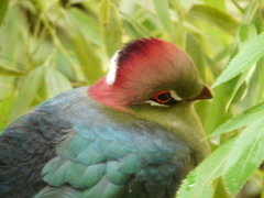 Fischer's Turaco photo 5