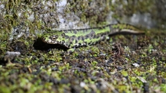 Triturus marmoratus