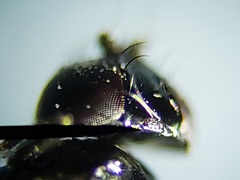 Milichiella