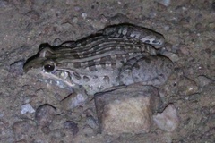 Miranda's White-Lipped Frog photo 2