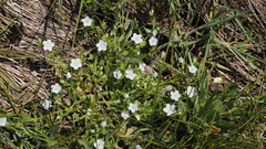 Nemophila menziesii integrifolia