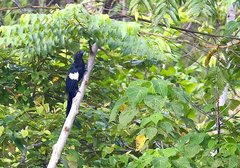 Goliath Coucal photo 2