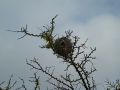 Auriparus flaviceps