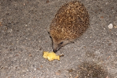Erinaceus europaeus