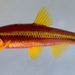 Saffron Shiner - Photo (c) Kevin Metcalf, some rights reserved (CC BY-NC), uploaded by Kevin Metcalf